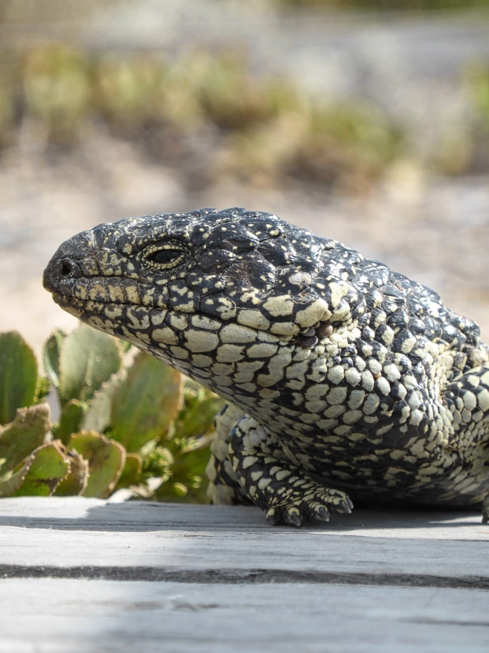 black and white tegu preview