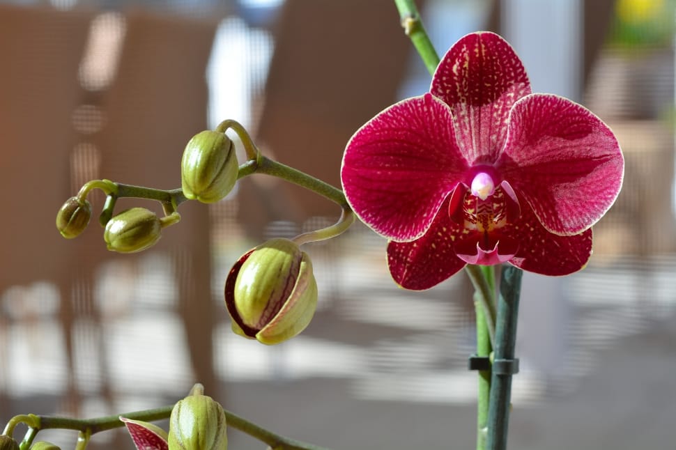 Orchid, Plant, Flower, Blossom, Bloom, close-up, flower preview