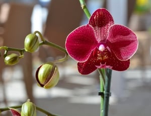 Orchid, Plant, Flower, Blossom, Bloom, close-up, flower thumbnail