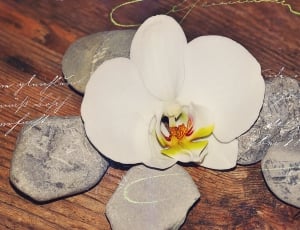 white moth orchid thumbnail