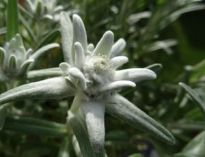 white-and-green petaled flower thumbnail