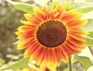 orange sunflower thumbnail