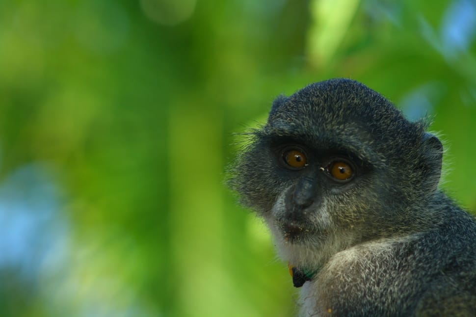 black and gray monkey preview