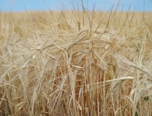 wheat grass thumbnail