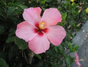 Ishigaki Island, Hibiscus, flower, pink color thumbnail