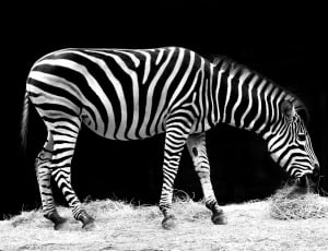 grey scale photo of zebra thumbnail