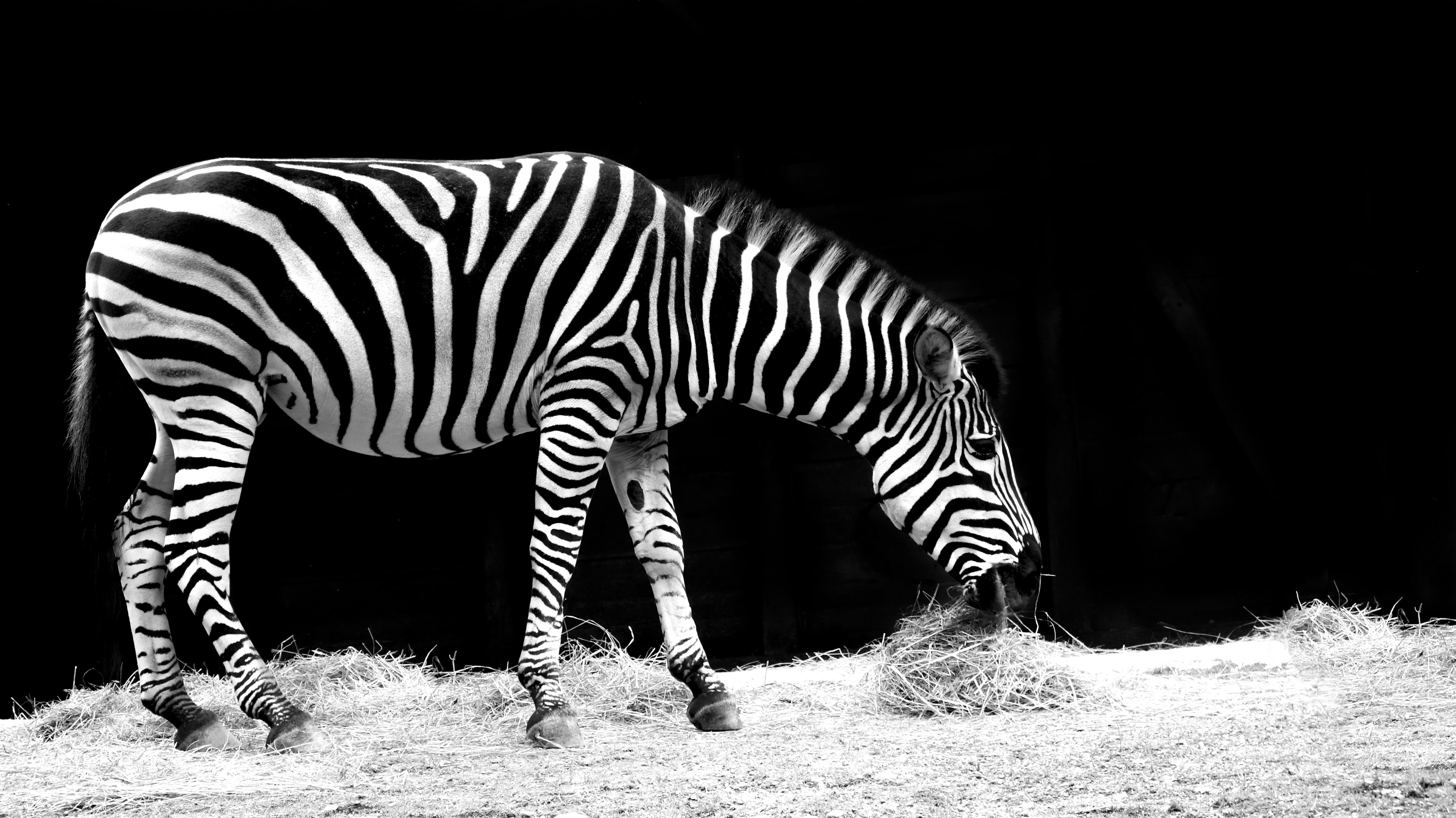 grey scale photo of zebra
