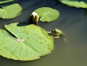 Frog, Croak, Nature, Green, Pond, floating on water, pond thumbnail