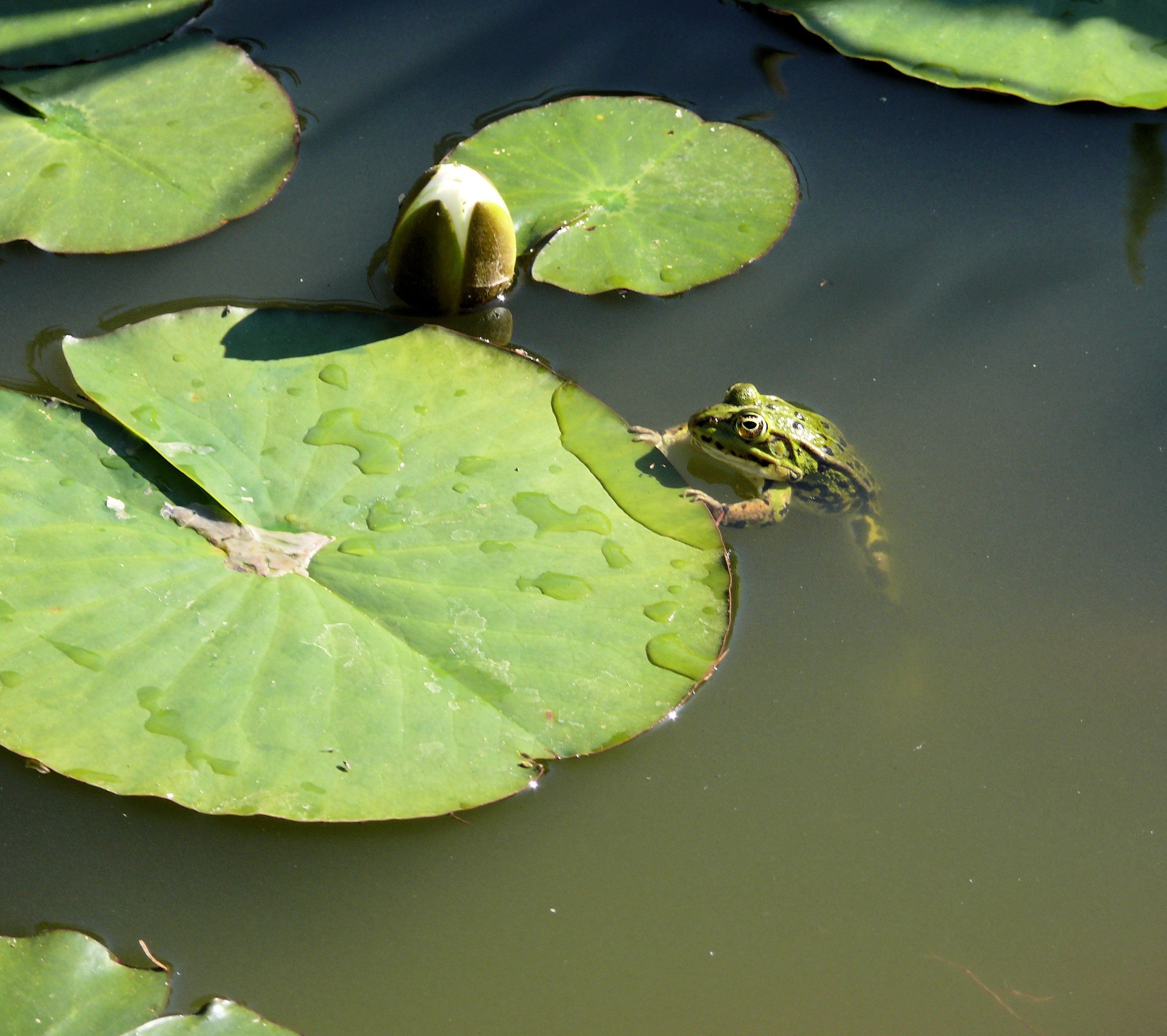 Frog, Croak, Nature, Green, Pond, floating on water, pond