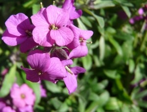 purple flower during daytime thumbnail