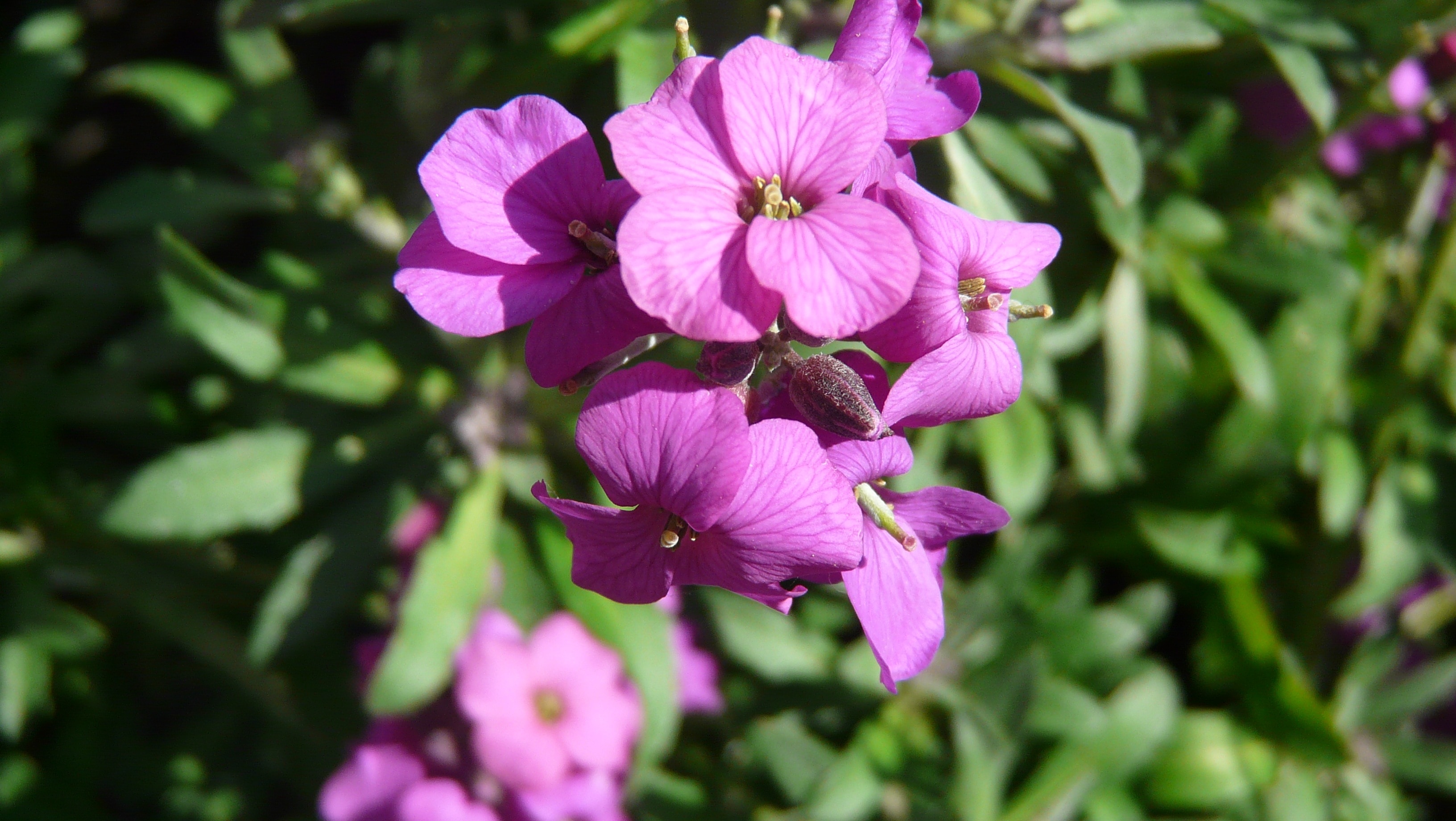 purple flower during daytime