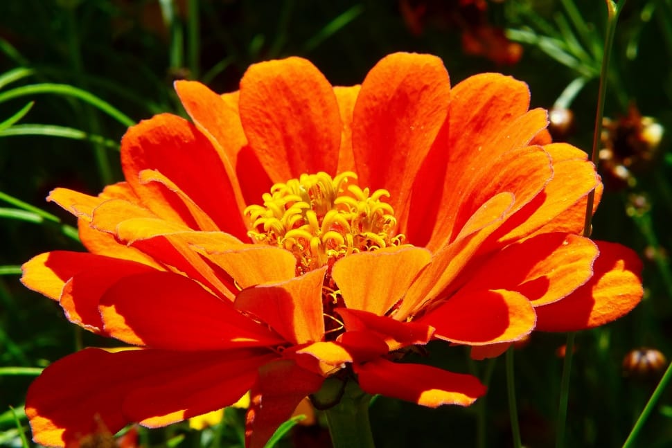 Orange, Flower, Flower Meadow, Zinnia, flower, petal preview