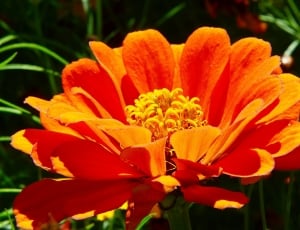 Orange, Flower, Flower Meadow, Zinnia, flower, petal thumbnail