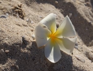 Sand, Plumeria, Thailand, Vacation, sand, flower thumbnail