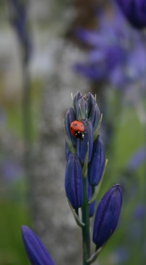 spotted ladybug and purple petaled flower thumbnail
