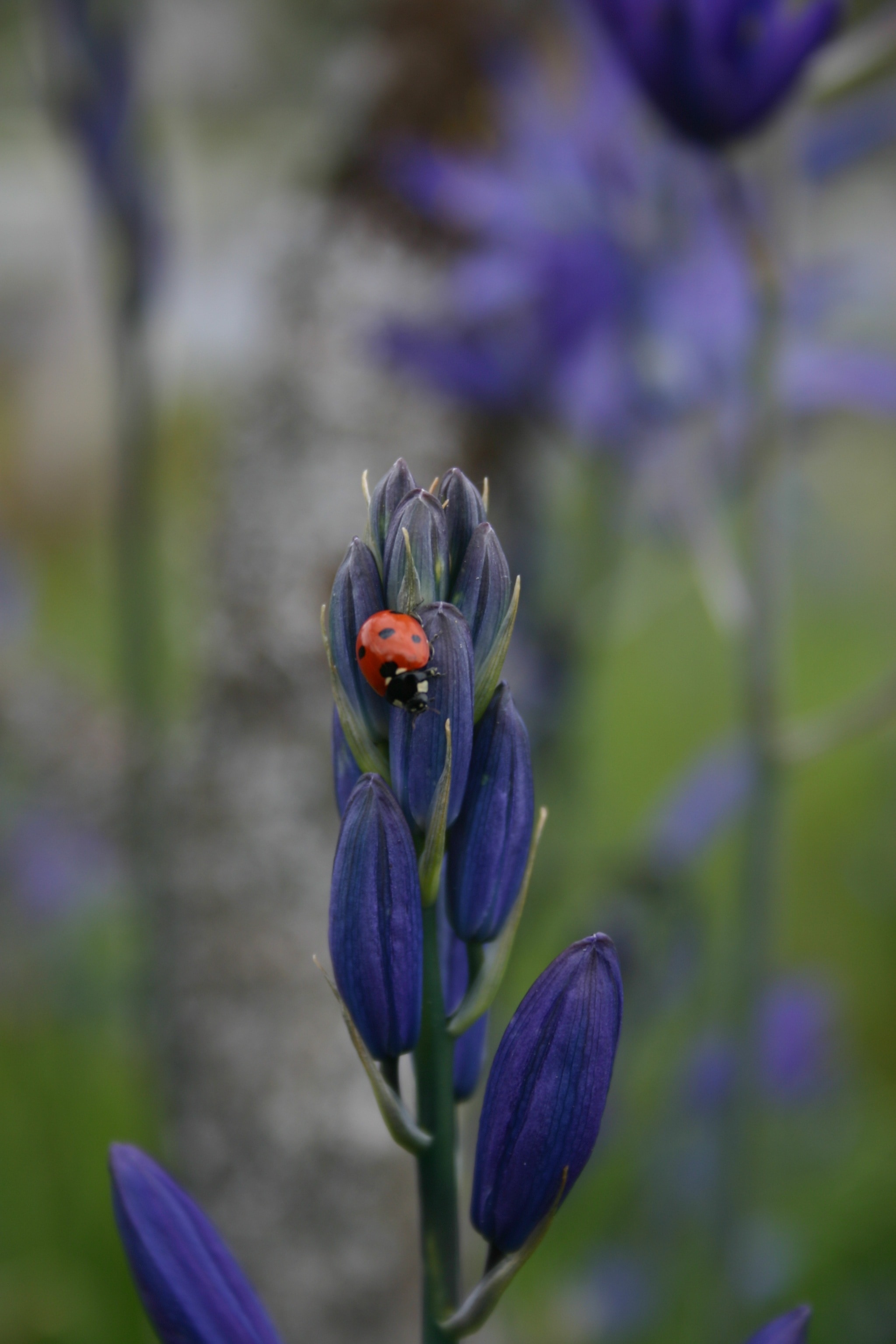 spotted ladybug and purple petaled flower
