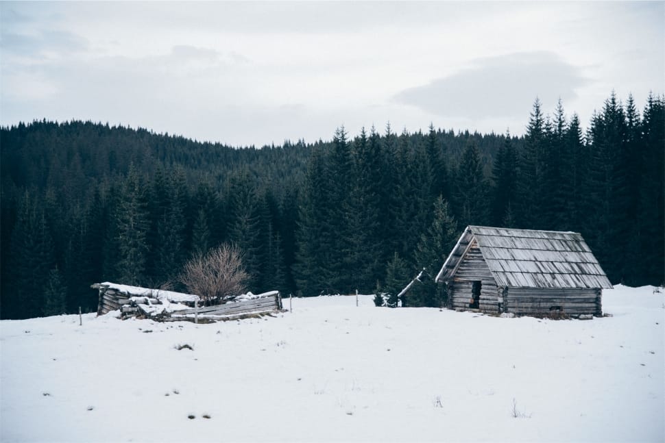 pine trees preview
