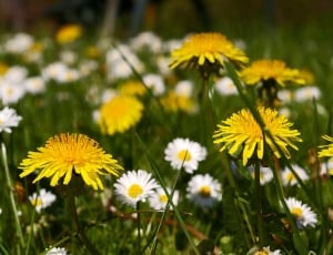 Spring Meadow, Meadow, Flowers, Spring, flower, growth thumbnail