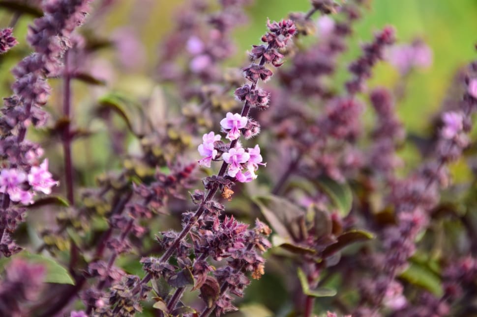 purple loosestrife preview