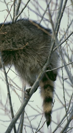 grey raccoon thumbnail