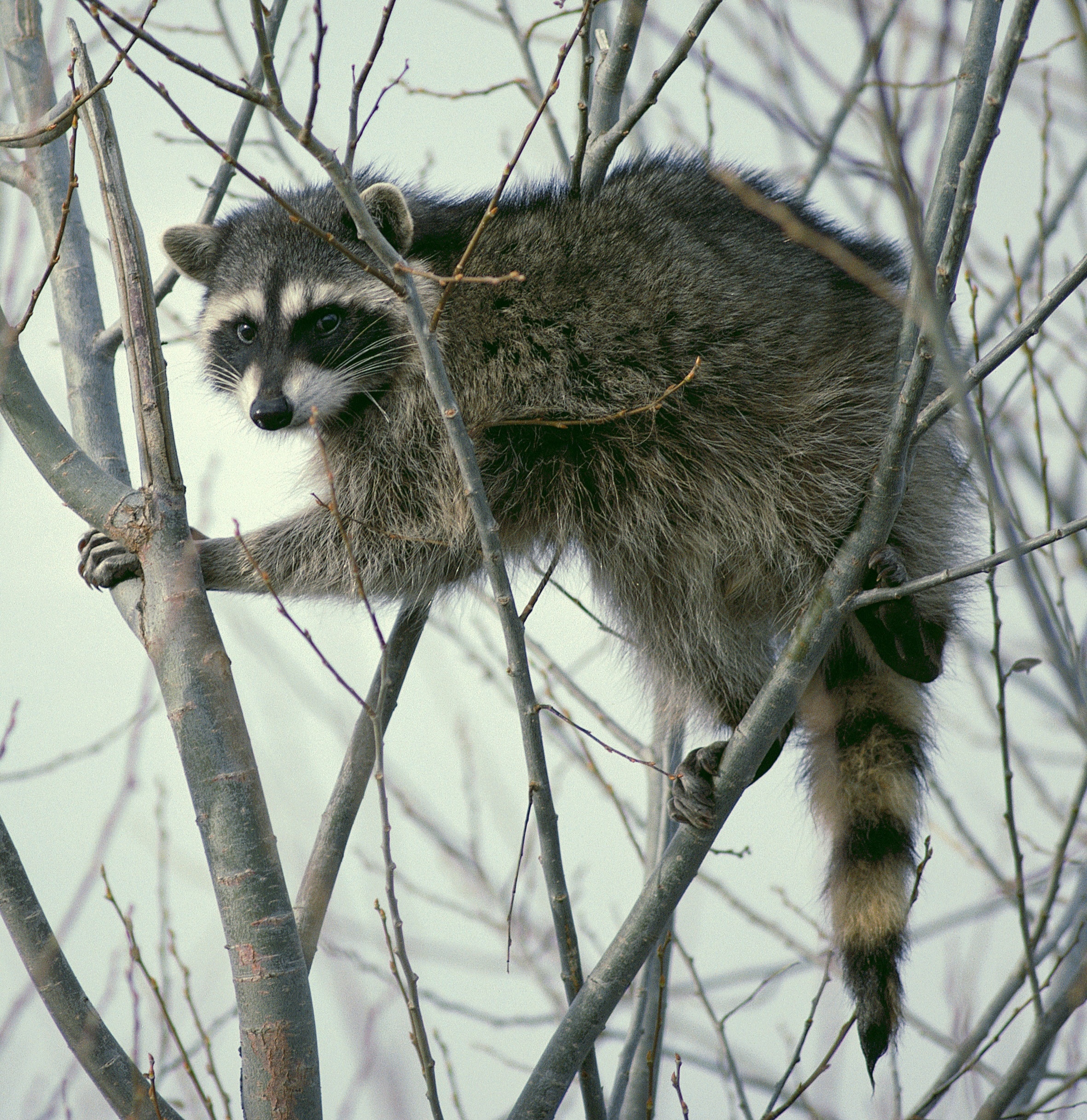 grey raccoon
