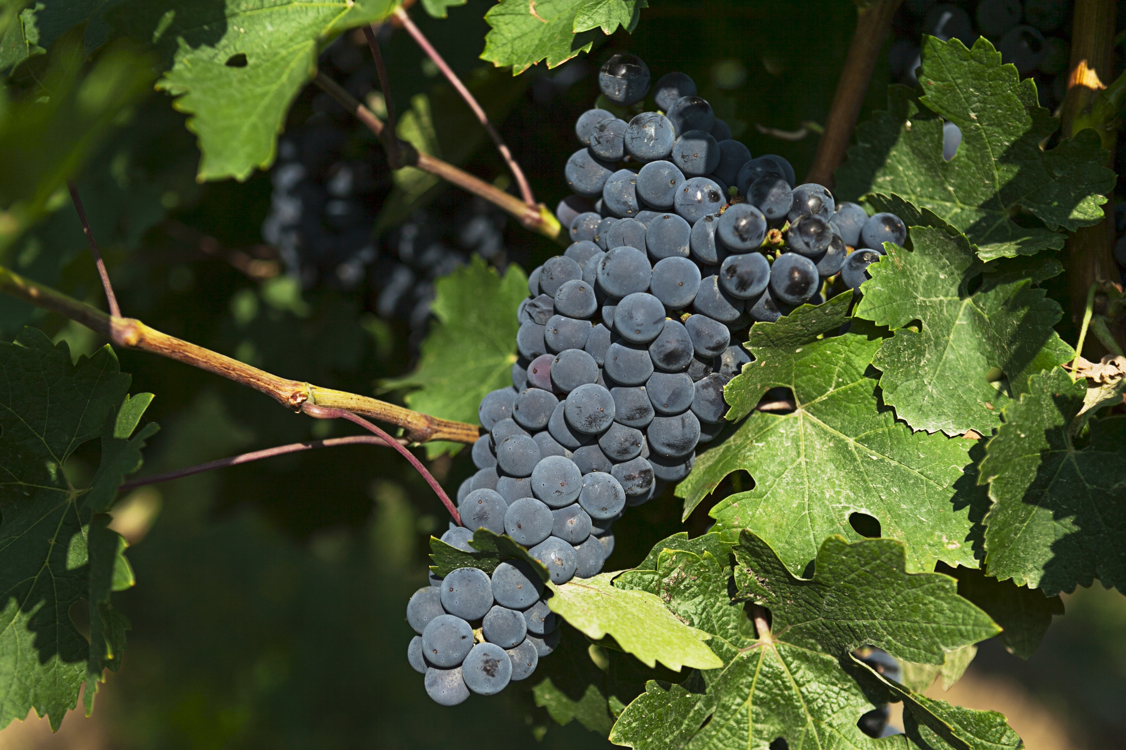 Wine, Vineyard, Vineyards, Grapes, Fruit, leaf, food and drink