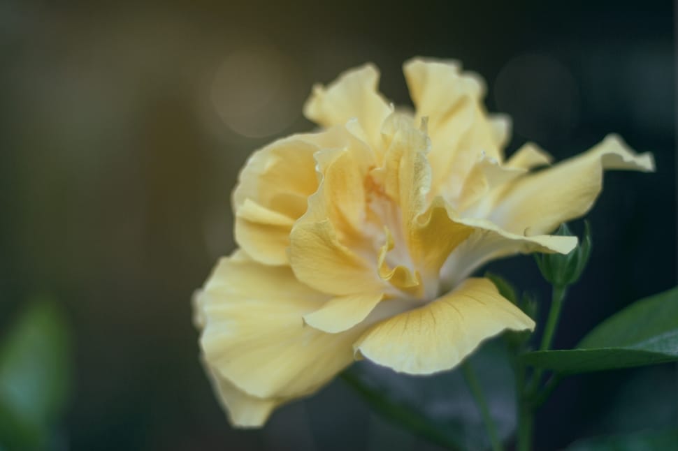 shallow photography of yellow flower preview