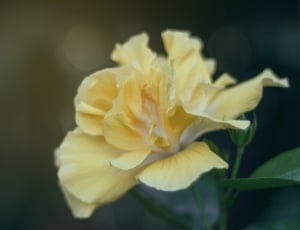 shallow photography of yellow flower thumbnail