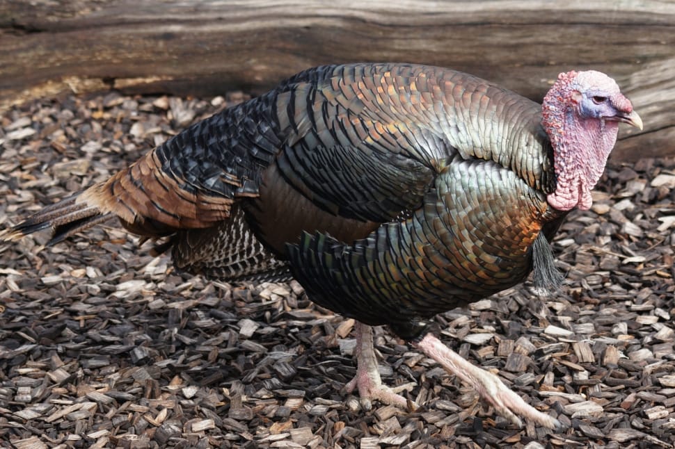 brown and black feathered turkey preview