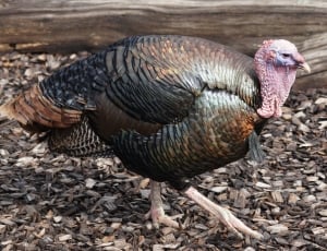 brown and black feathered turkey thumbnail