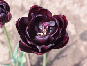 Flowers, Black Tulip, Tulip, flower, nature thumbnail