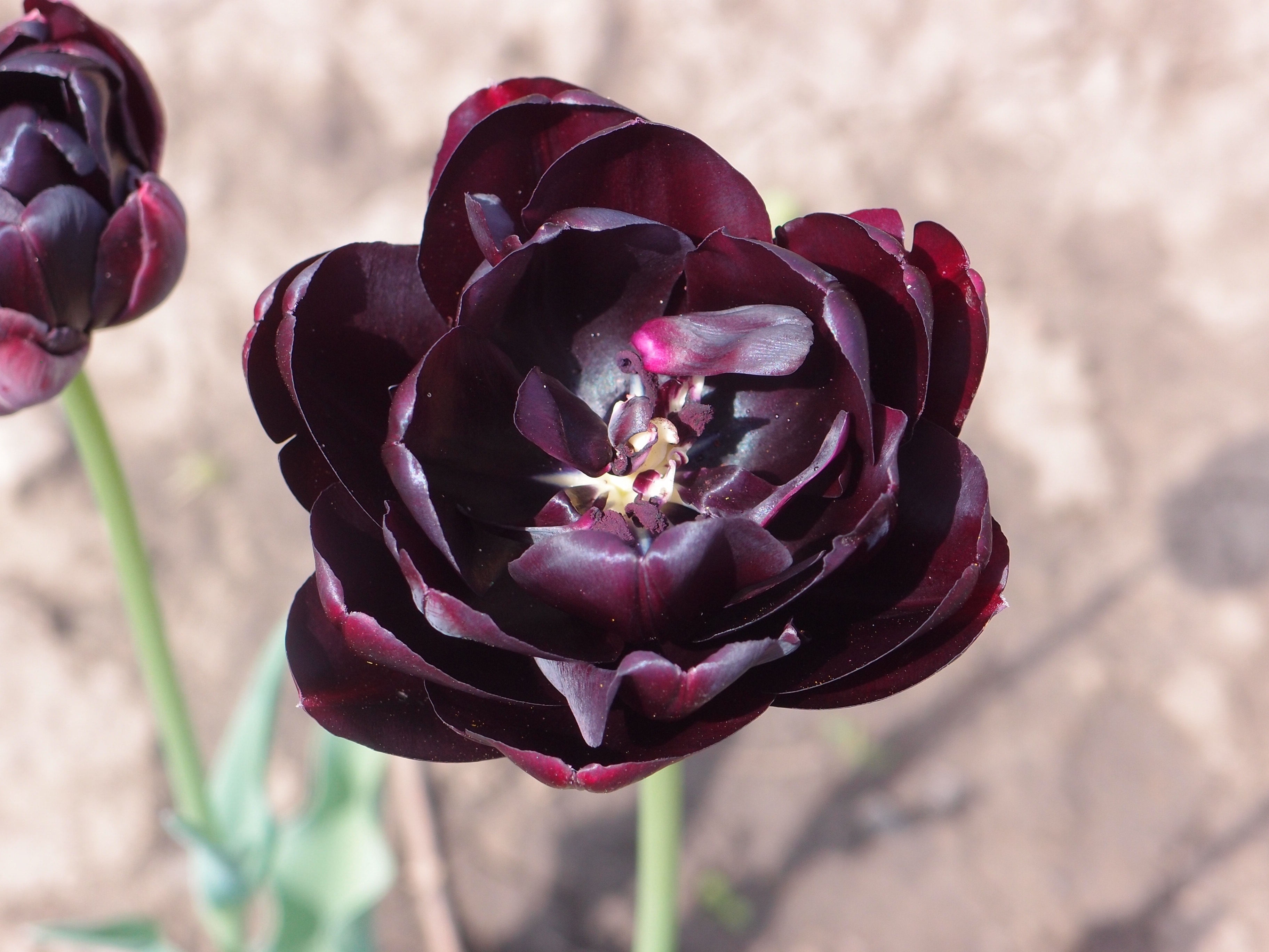 Flowers, Black Tulip, Tulip, flower, nature