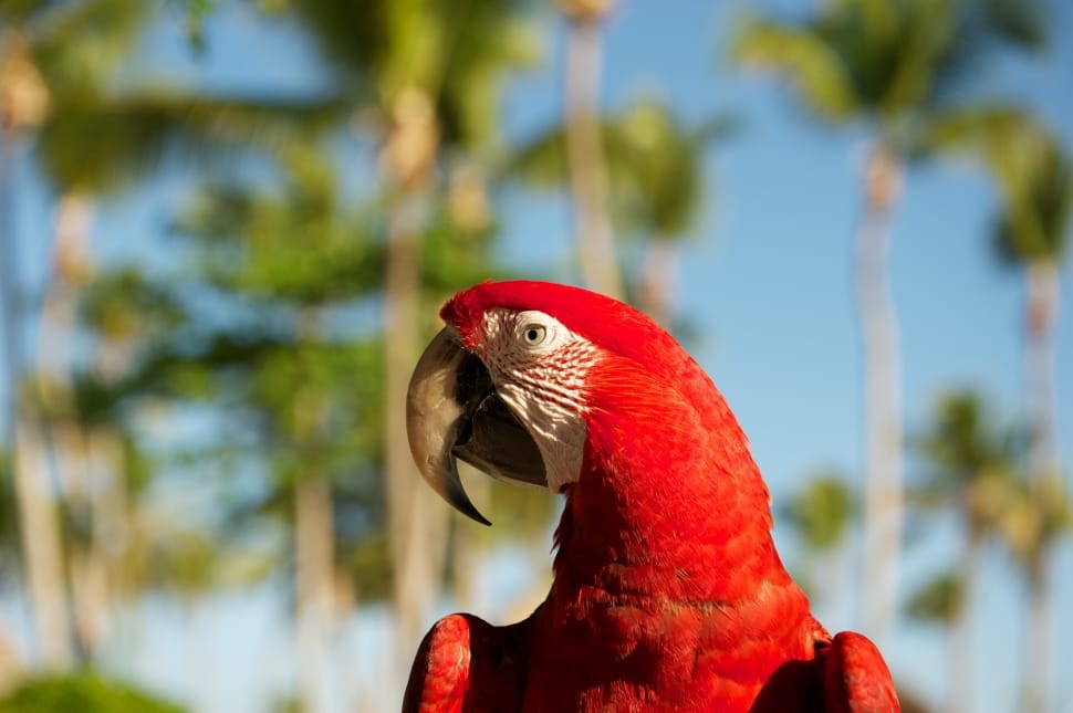 shallow focus photography of red parrot preview