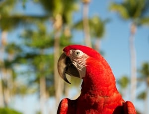 shallow focus photography of red parrot thumbnail