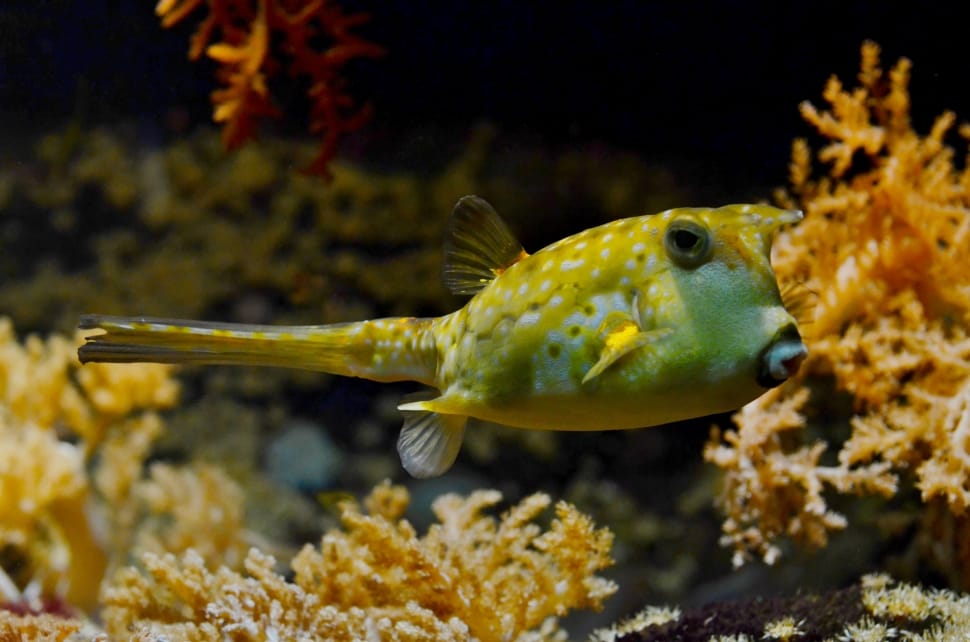 yellow puffer fish preview