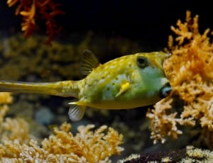 yellow puffer fish thumbnail