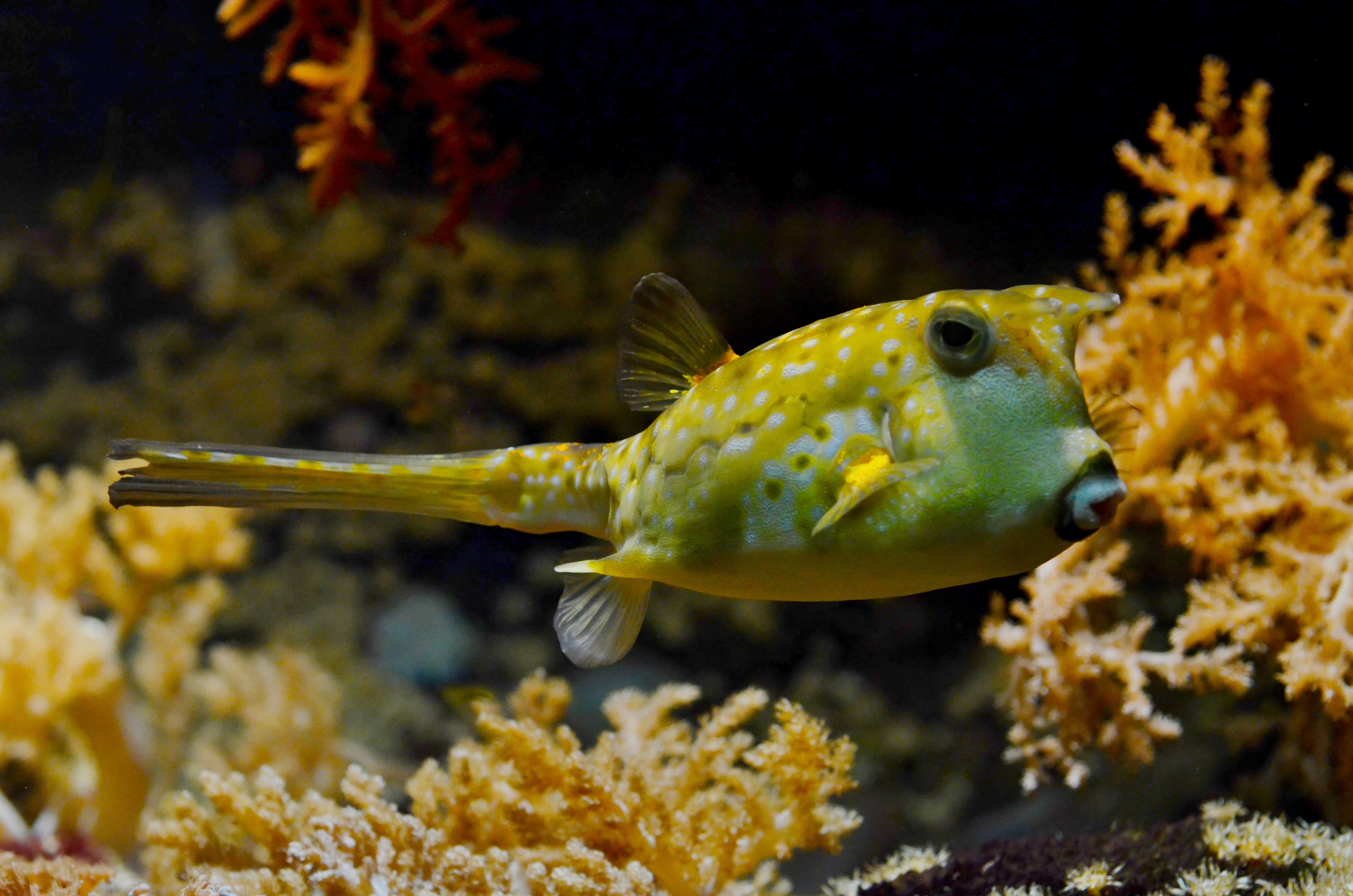 yellow puffer fish