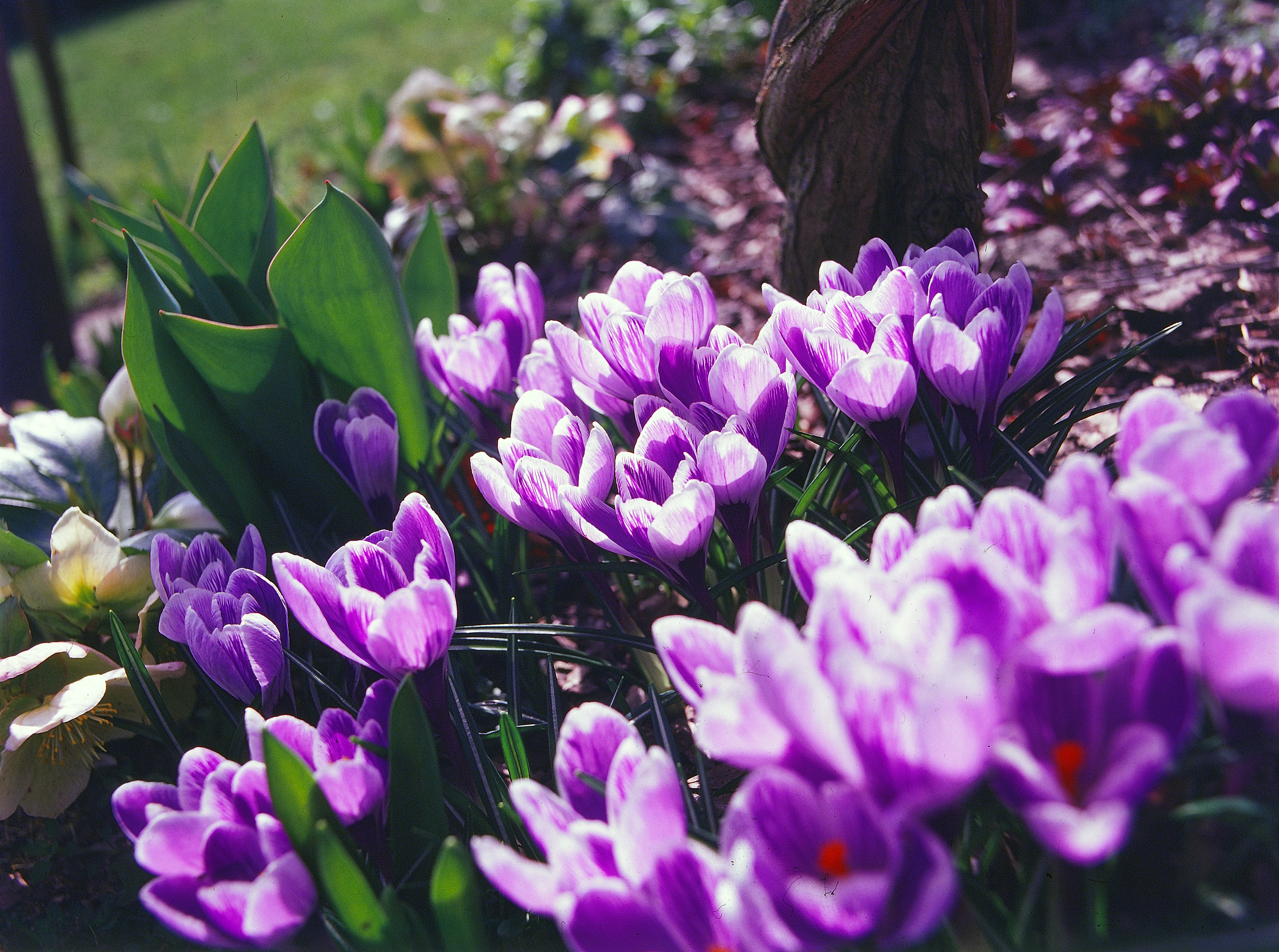 День памяти сегодня крокус. Первоцветы (подснежники, крокусы, гиацинты).. Пурпурный Крокус. Крокус Ботанический.