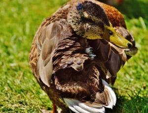 brown and yellow duck thumbnail