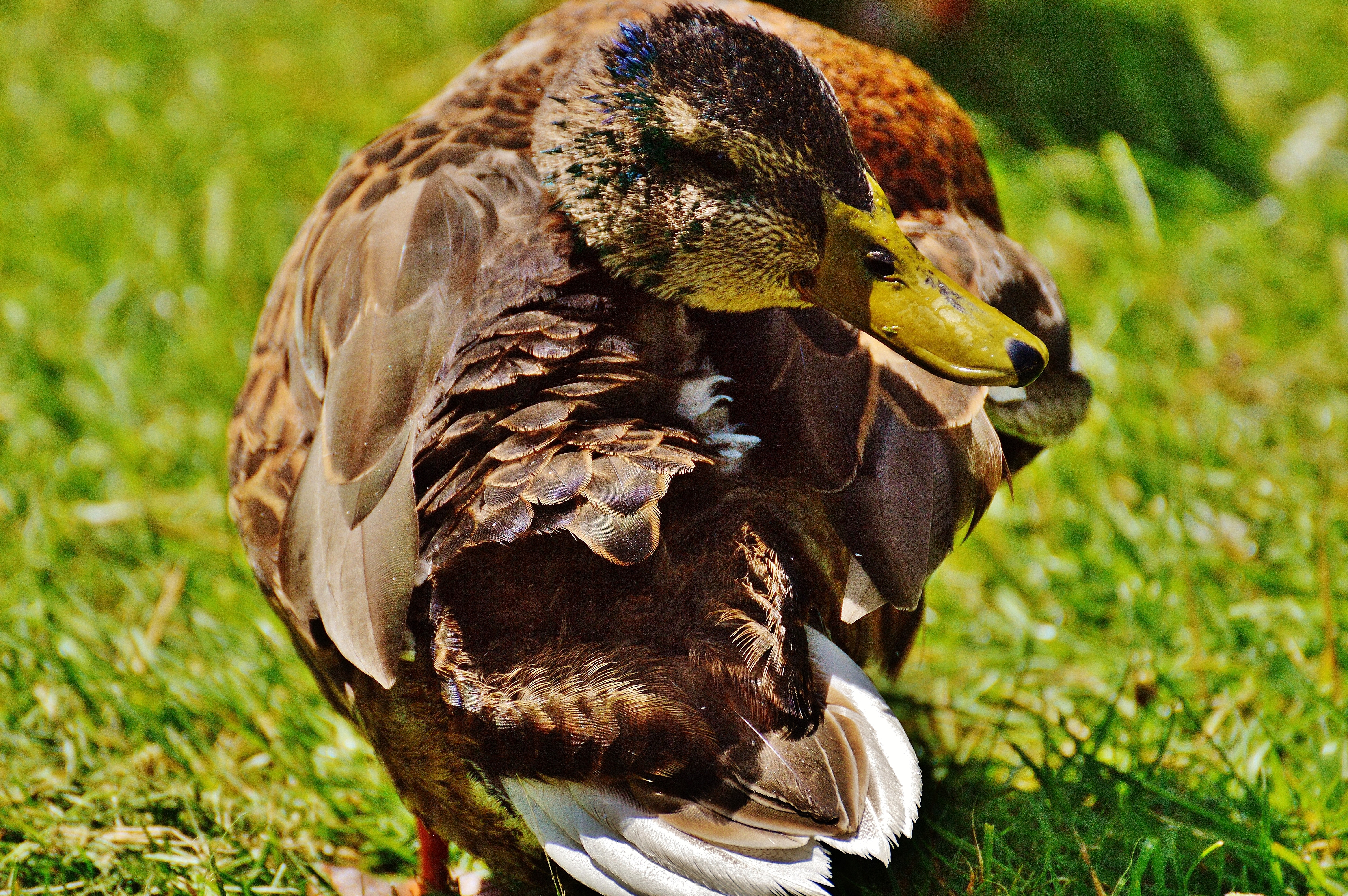 brown and yellow duck