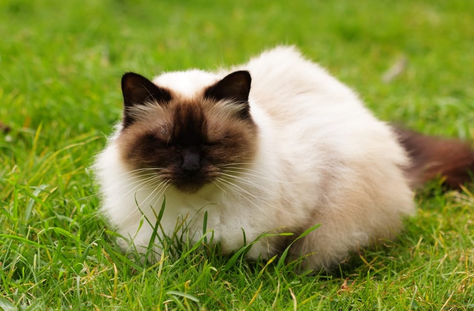 Cat, Persian, Himalayan, Himalayan Cat, domestic cat, grass preview