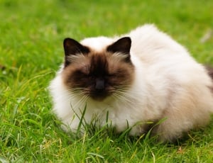 Cat, Persian, Himalayan, Himalayan Cat, domestic cat, grass thumbnail