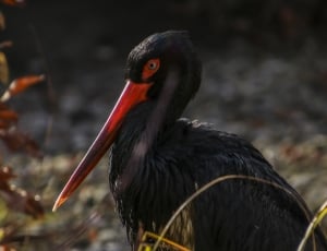 black feathered red beak peliican thumbnail