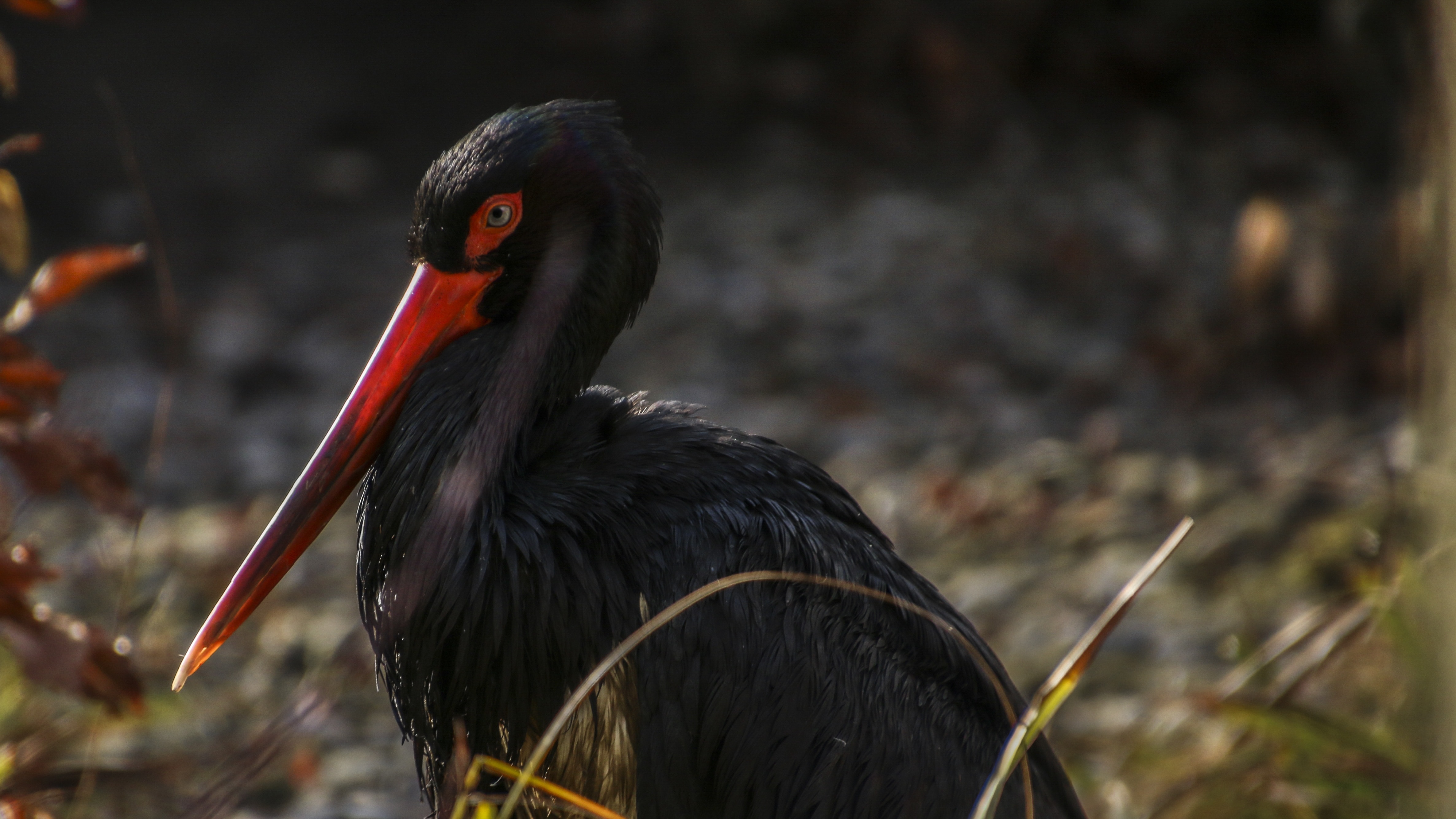 black feathered red beak peliican