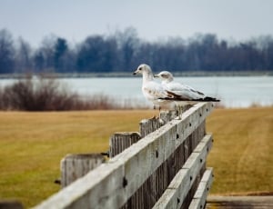 brown wooden pallet with two grey birds thumbnail