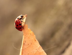 red and black ladybird thumbnail