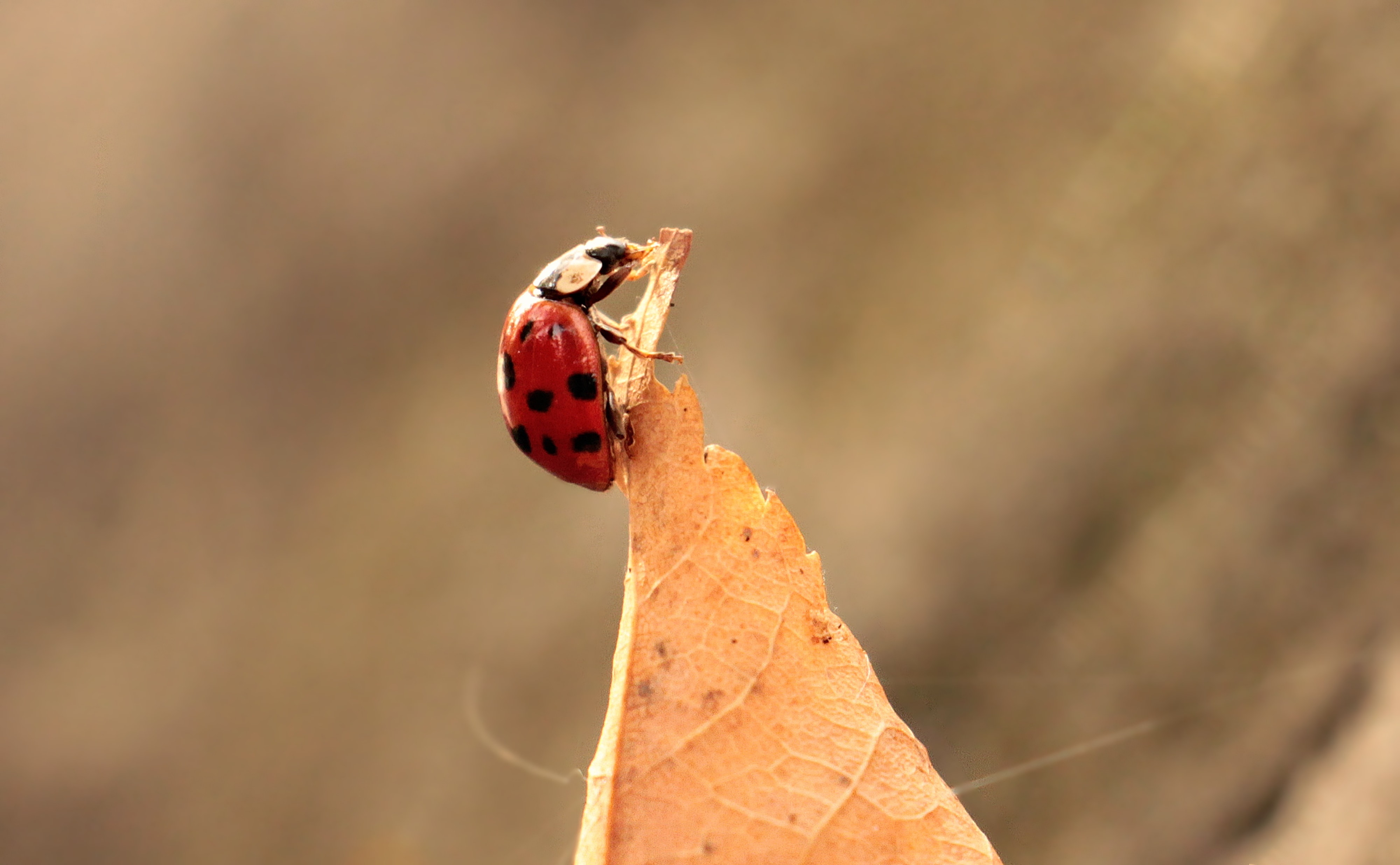 red and black ladybird