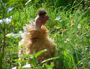 Bald-Necked Chicken, Brown Hen, plant, one animal thumbnail