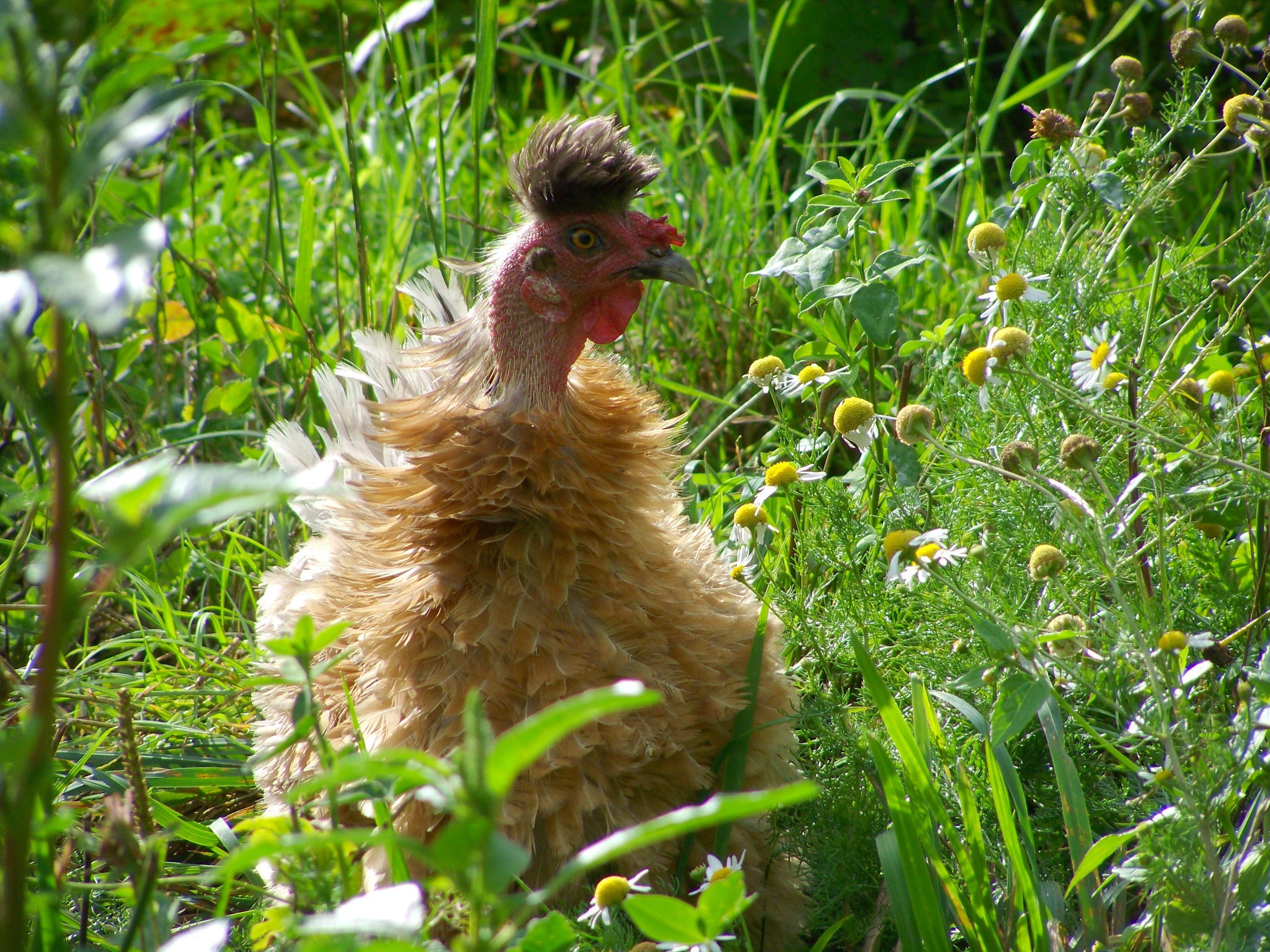 Bald-Necked Chicken, Brown Hen, plant, one animal