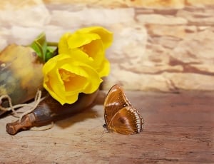 yellow petaled flower and brown and white butterfly thumbnail